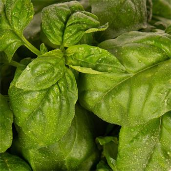 Plantui Basil, 3 kapsle, bazalka pravá