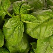 Plantui Basil, 3 kapsle, bazalka pravá