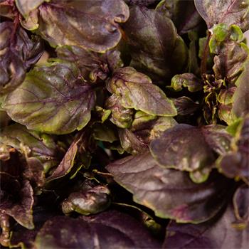 Plantui Basil Dark, 3 kapsle, bazalka tmavá