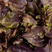 Plantui Basil Dark, 3 kapsle, bazalka tmavá