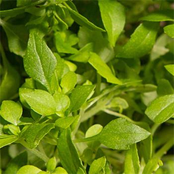 Plantui Basil Minette, 3 kapsle, bazalka Minette