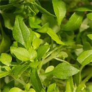 Plantui Basil Minette, 3 kapsle, bazalka Minette