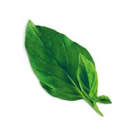 Plantui Basil Thai, 3 kapsle, bazalka thajská