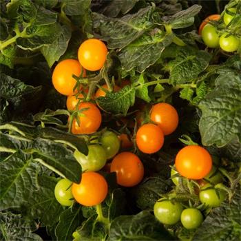 Plantui Cherry rajčátka 'Venus', 3 kapsle