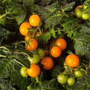 Plantui Cherry rajčátka 'Venus', 3 kapsle