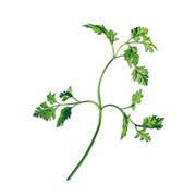 Plantui Chervil, 3 kapsle, kerblík třebule (třebule pravá)