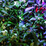 Plantui Chili Demon Red, 3 kapsle, (limitovaná edice)