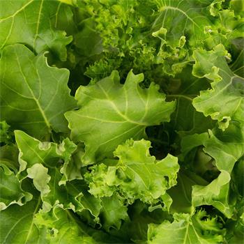 Plantui Kale Curled Green, 3 kapsle, brukev zelná – kadeřavá zelená