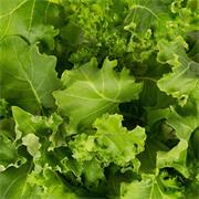 Plantui Kale Curled Green, 3 kapsle, brukev zelná – kadeřavá zelená