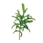 Plantui Kale Lacy, 3 kapsle, brukev zelná – krajková