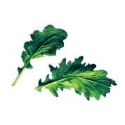 Plantui Komatsuna, 3 kapsle, hořčice zelená 'Komatsuna' (japonský špenát)