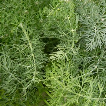 Plantui Kopr vonný, 3 kapsle