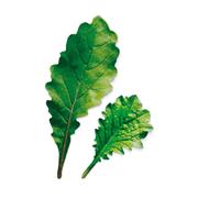 Plantui Leaf Radish, 3 kapsle, ředkev setá