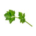 Plantui Libeček lékařský, 3 kapsle