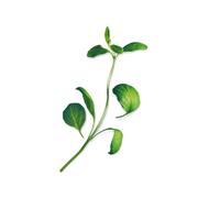 Plantui Majoránka zahradní, 3 kapsle