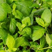 Plantui Máta peprná, 3 kapsle