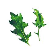 Plantui Mizuna, 3 kapsle, brukev 'Mizuna' (japonská hořčice)