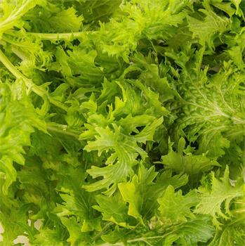 Plantui Mustard Wasabina, 3 kapsle, hořčice indická Wasabina (brukev sítinovitá 'Wasabina')