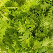 Plantui Mustard Wasabina, 3 kapsle, hořčice indická Wasabina (brukev sítinovitá 'Wasabina')