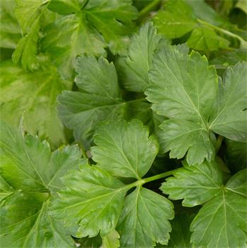 Plantui Petržel zahradní italská, 3 kapsle
