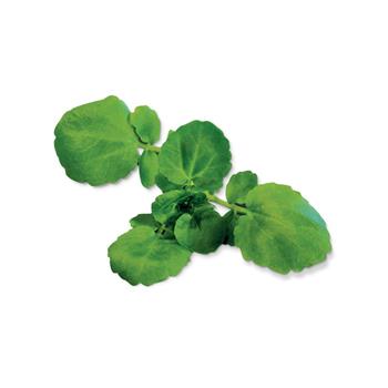 Plantui Potočnice lékařská (řeřicha potoční, řeřišnice bílá), 3 kapsle