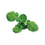 Plantui Potočnice lékařská (řeřicha potoční, řeřišnice bílá), 3 kapsle