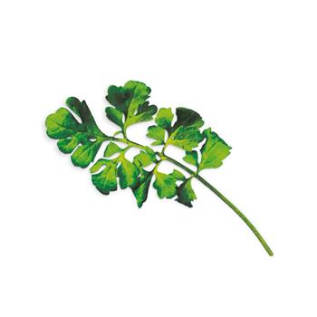Plantui Řeřicha setá (zahradní), 3 kapsle