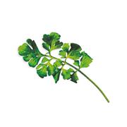 Plantui Řeřicha setá (zahradní), 3 kapsle