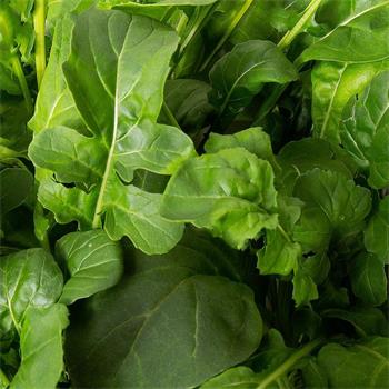 Plantui Rukola (Roketa) setá, 3 kapsle