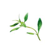 Plantui Saturejka zahradní, 3 kapsle