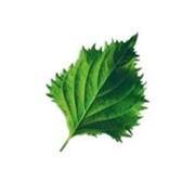 Plantui Shiso, 3 kapsle, perila křovitá (Shiso)