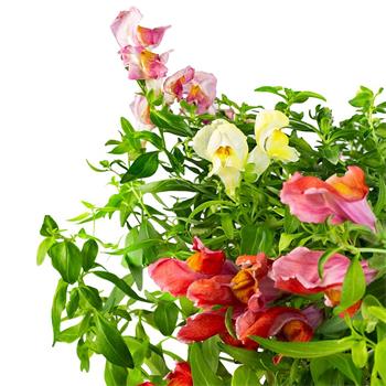 Plantui Snapdragon, 3 kapsle, hledík větší (limitovaná edice)