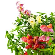 Plantui Snapdragon, 3 kapsle, hledík větší (limitovaná edice)