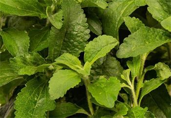 Plantui Stévie sladká, 3 kapsle