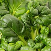 Plantui Tatsoi, 3 kapsle, brukev zelí čínské 'Tatsoi'