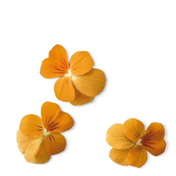 Plantui Viola Orange, 3 kapsle, violka rohatá (maceška) oranžová