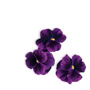 Plantui Viola Purple, 3 kapsle, violka rohatá (maceška) purpurová