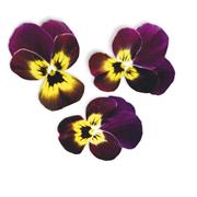 Plantui Viola Ruby & Gold, 3 kapsle, violka rohatá (maceška) rubínová–zlatá