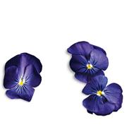 Plantui Viola True Blue, 3 kapsle, violka rohatá (maceška) modrá