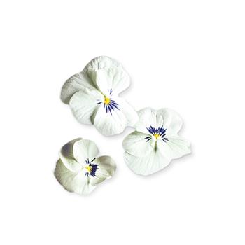 Plantui Viola White, 3 kapsle, violka rohatá (maceška) bílá