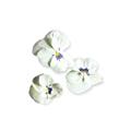 Plantui Viola White, 3 kapsle, violka rohatá (maceška) bílá