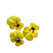Plantui Viola Yellow, 3 kapsle, violka rohatá (maceška) žlutá