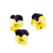 Plantui Viola Yellow Jump, 3 kapsle, violka rohatá (maceška) žlutá–purpurová Jump Up