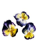 Plantui Violka rohatá (maceška) žlutá–modrá, 3 kapsle