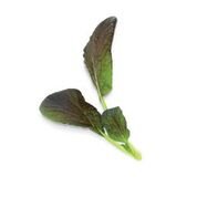 Plantui Zelí čínské červené (Pok Choy), 3 kapsle