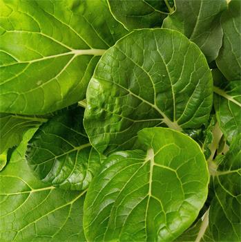 Plantui Zelí čínské Pok Choy, 3 kapsle