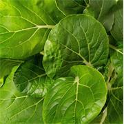 Plantui Zelí čínské Pok Choy, 3 kapsle